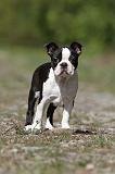 BOSTON TERRIER 207